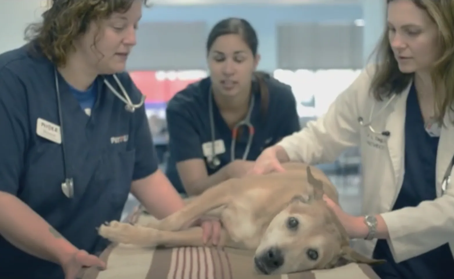 Three veterinarians taking a dog to the emergency room